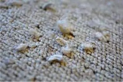 Carpet Torn Repair